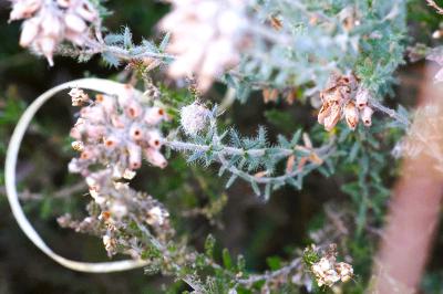 <i>Erica tetralix</i>