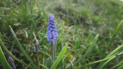 <i>Muscari neglectum</i>