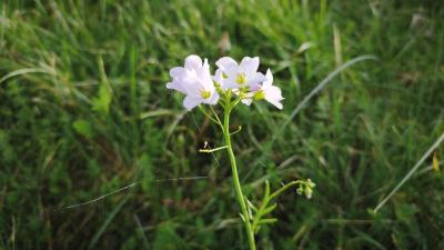 <i>Cardamine pratensis</i>