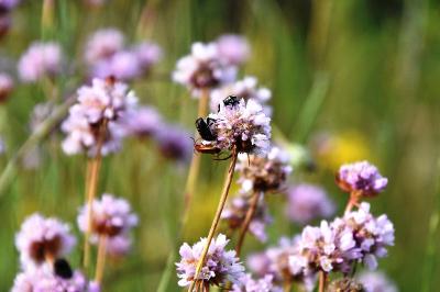 <i>Armeria arenaria</i>