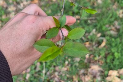 <i>Prunus serotina</i>