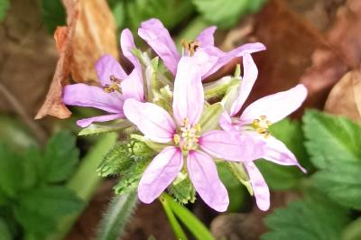 <i>Erodium moschatum</i>