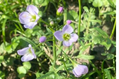 <i>Cardamine pratensis</i>