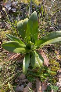 <i>Himantoglossum hircinum</i>