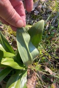 <i>Himantoglossum hircinum</i>