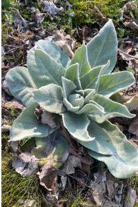 <i>Verbascum</i>