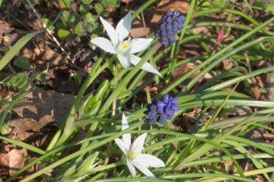<i>Muscari</i>
