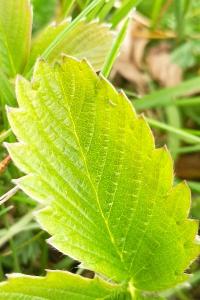 <i>Fragaria viridis</i>