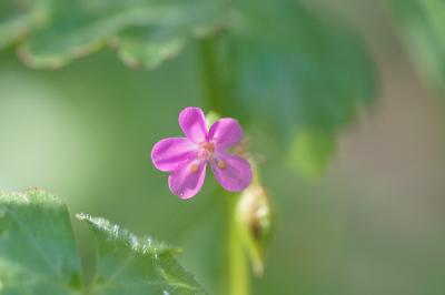 <i>Geranium lucidum</i>