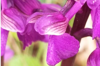 <i>Anacamptis morio</i>