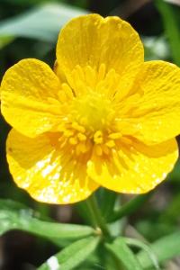 <i>Ranunculus auricomus</i>