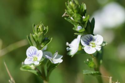 <i>Veronica serpyllifolia</i>