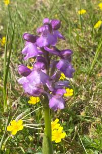 <i>Anacamptis morio</i>