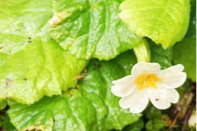 <i>Primula vulgaris</i>