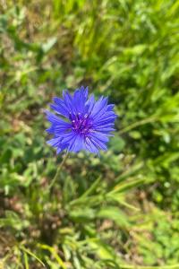 <i>Cyanus segetum</i>