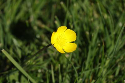<i>Ranunculus bulbosus</i>