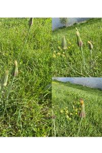 <i>Tragopogon pratensis</i>