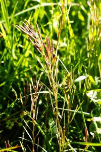 <i>Cardamine hirsuta</i>