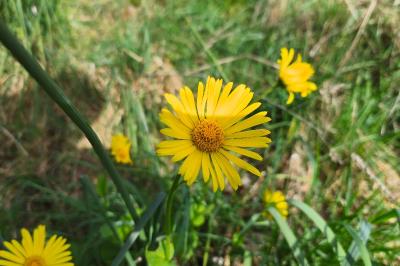<i>Doronicum x excelsum</i>
