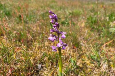 <i>Anacamptis morio</i>