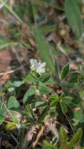 <i>Trifolium subterraneum</i>