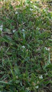 <i>Trifolium subterraneum</i>