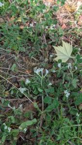 <i>Trifolium subterraneum</i>