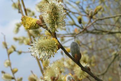 <i>Salix caprea</i>