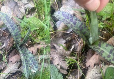 <i>Dactylorhiza maculata</i>