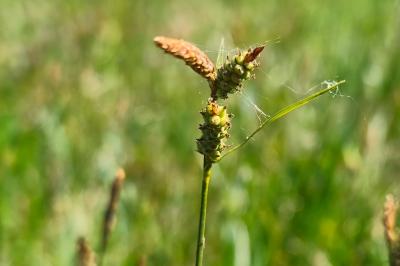 <i>Carex tomentosa</i>