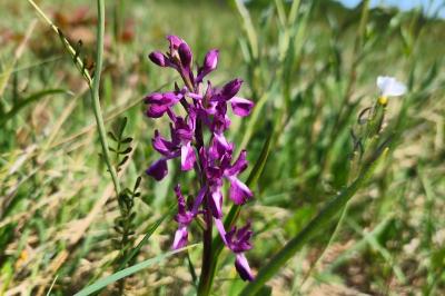 <i>Anacamptis laxiflora</i>