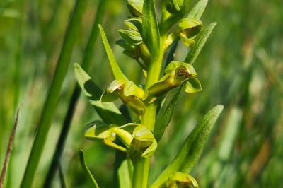 <i>Dactylorhiza viridis</i>