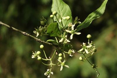 <i>Euonymus europaeus</i>