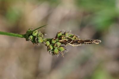 Carex pilulifera