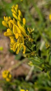 <i>Genista tinctoria</i>