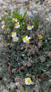 <i>Helianthemum apenninum</i>