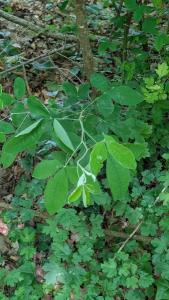 <i>Laburnum anagyroides</i>