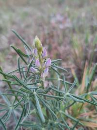 <i>Lupinus angustifolius</i>