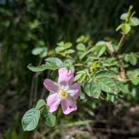 <i>Rosa micrantha</i>