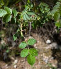 <i>Rosa micrantha</i>