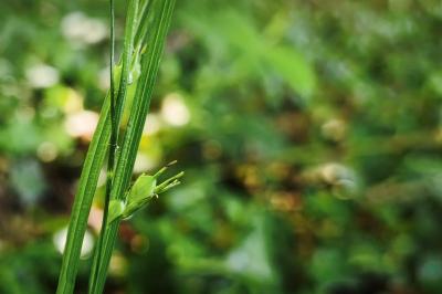 Carex depauperata