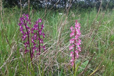 <i>Anacamptis laxiflora</i>
