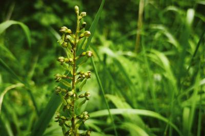 <i>Neottia ovata</i>