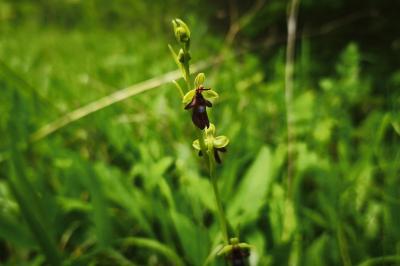 <i>Ophrys insectifera</i>