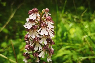 <i>Orchis purpurea</i>