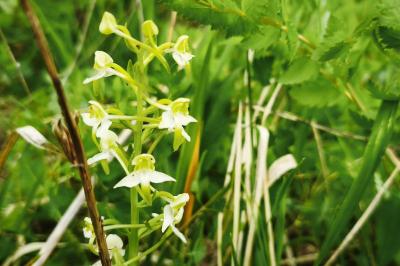 <i>Platanthera chlorantha</i>