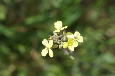 <i>Coincya monensis</i>