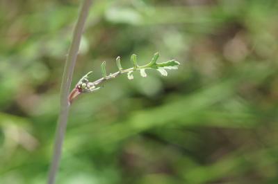 <i>Coincya monensis</i>