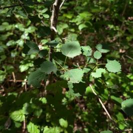 Populus tremula