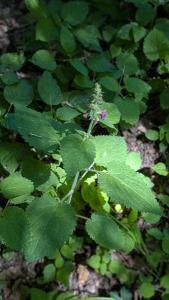 <i>Stachys sylvatica</i>